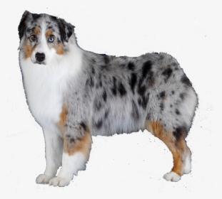 Breed,canidae,australian Dog,working Dog,miniature - Blue Merle Australian Shepherd Colors, HD Png Download, Free Download