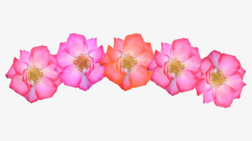Transparent Headband Clipart - Crown Flower Pink Png, Png Download, Free Download