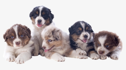 Mini Australian Shepherd Puppies Available In Phoenix - Mini Australian Shepherd Az, HD Png Download, Free Download