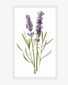 Lavender Botanical Print, HD Png Download, Free Download