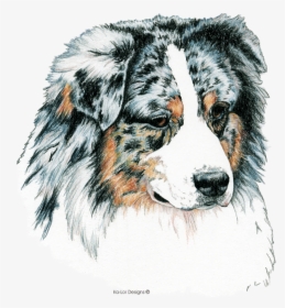 Australian-shepherd - Drawings Of Australion Sheperd, HD Png Download, Free Download