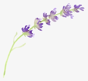 Lavender Purple Flowers Png, Transparent Png, Free Download