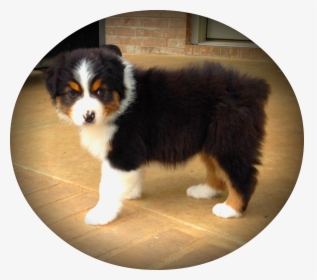 Clip Art Free Download Puppies Transparent Australian - Australian Shepherd Mini Bernese Mountain Dog, HD Png Download, Free Download