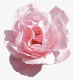 Crown Png Tumblr Pink - Transparent Aesthetic Flower Png, Png Download, Free Download