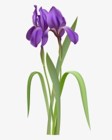 Iris Flower Png- - Purple Iris Flowers, Transparent Png, Free Download