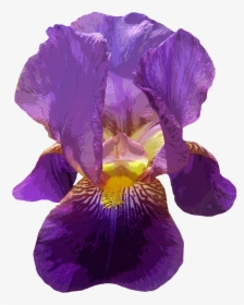 Iris Flower Transparent Background, HD Png Download, Free Download