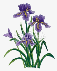 Transparent Flower Side , Png Download - Purple Iris Png, Png Download, Free Download