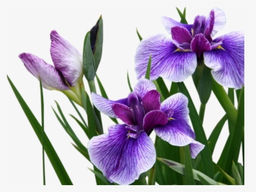 Transparent Purple Iris Png - Ирис Цветок Пнг, Png Download, Free Download