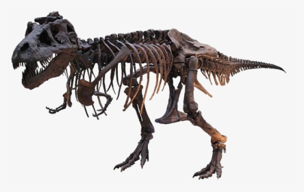 Tyrannosaurus Rex Png Free Download - Field Museum Of Natural History, Transparent Png, Free Download