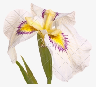 Clip Art White Flower Of A - Flor Amarela Branca Roxa, HD Png Download, Free Download