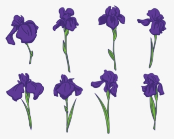 Violet-family - Iris Flower Free Vector, HD Png Download, Free Download
