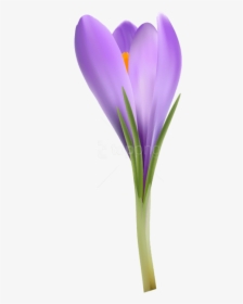 Flowering Glory,iris,iris Family - Snow Crocus, HD Png Download, Free Download