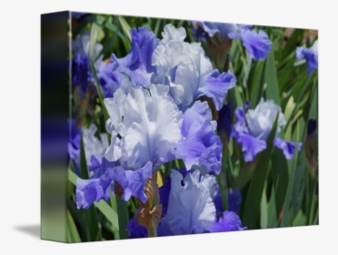 Clip Art Flowers Art Prints Iris - Iris, HD Png Download, Free Download