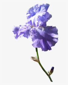 Iris Flower Dark Mauve Free Picture - Purple Iris Flower Png, Transparent Png, Free Download