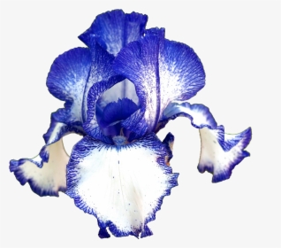 Transparent Iris Flower Png - Blue Iris Flower Transparent Background, Png Download, Free Download