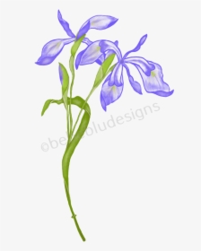 Japanese Iris - Iris Versicolor, HD Png Download, Free Download