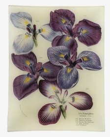 Iris Versicolor, HD Png Download, Free Download