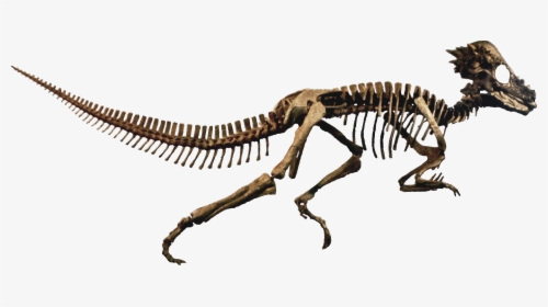 Fossil - Dinosaur Skeleton Transparent Background, HD Png Download, Free Download