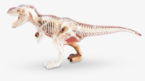 4d Vision T-rex Anatomy Model - 4d T Rex Anatomy, HD Png Download, Free Download