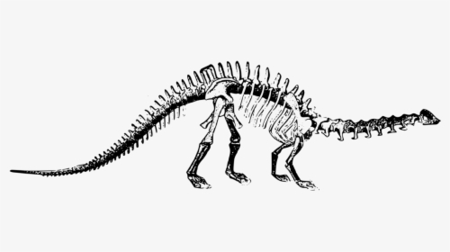 Brontosaurus Skeleton Clip Art, HD Png Download, Free Download