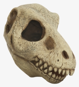 26803 - T Rex Skull, HD Png Download, Free Download