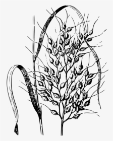 Wild Rice Plant Drawing, HD Png Download, Free Download