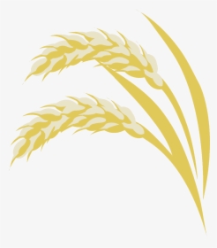 Transparent Rice Plant Png - Hd Images Of Rice Plant, Png Download, Free Download