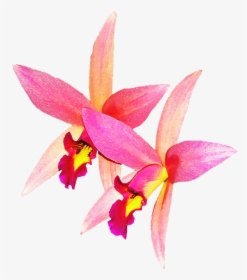 Orchid Flower Long Png, Transparent Png, Free Download