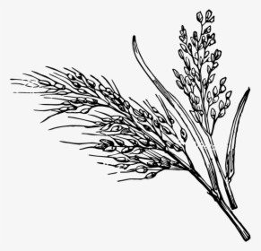 “i First Saw These Seaweed-wrapped Rice Packets When - Rice Plant Clipart Black And White, HD Png Download, Free Download