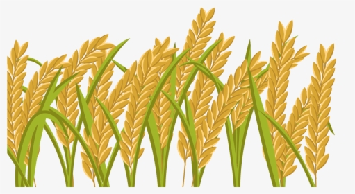 Transparent Wheat Grain Clipart - Rice Field Png, Png Download, Free Download