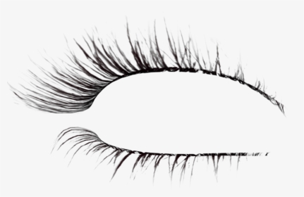 Eyelash Extensions Brush Drawing - Eyelashes Transparent Background, HD Png Download, Free Download