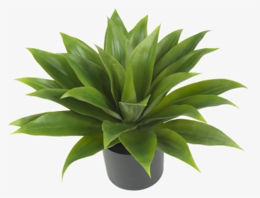 Png, Aesthetic, And Editing Image - Aesthetic Plant, Transparent Png, Free Download