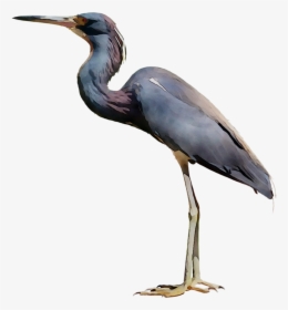 Little Blue Heron Bird Crane Egret - Great Blue Heron Png, Transparent Png, Free Download