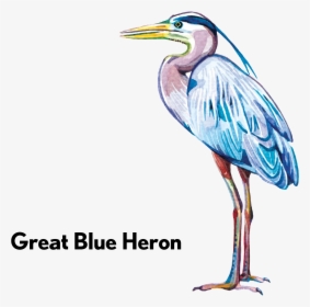 Transparent Blue Heron Png - Ciconiiformes, Png Download, Free Download