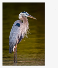 Transparent Great Blue Heron Clipart - Great Blue Heron, HD Png Download, Free Download