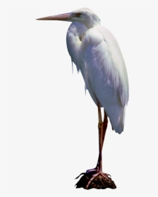 Great Egret Bird White Stork Little Blue Heron Blog - Great Blue Heron, HD Png Download, Free Download