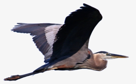 Great Blue Heron Grey Heron Bird Cormorant Illustration - Great Blue Heron Png, Transparent Png, Free Download