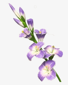 Gladiolo De Decoración - Gladiolus Clipart Transparent Background, HD Png Download, Free Download