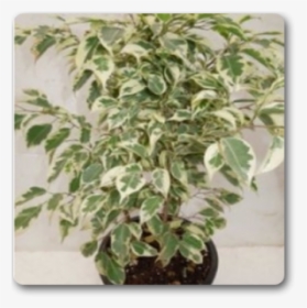 Ficus Starlight Plant Care, HD Png Download, Free Download