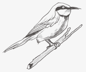 Clip Art Bird Sketches - Grey Bird Drawing Png, Transparent Png, Free Download