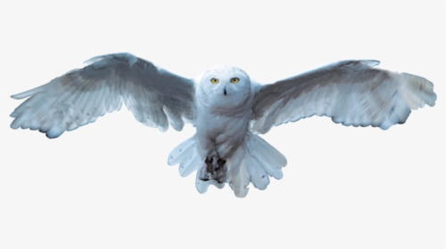 Snowy Owl Bird - Snowy Owl Transparent, HD Png Download, Free Download