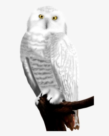 Snowy Owl - Png Download Flying Snowy Owl Png, Transparent Png, Free Download