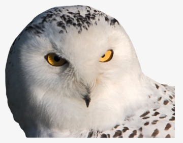 Snowy Owl Facebook Cover - White Owl, HD Png Download, Free Download