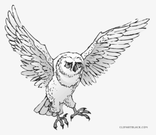 Transparent Owl Clip Art - Snowy Owl, HD Png Download, Free Download