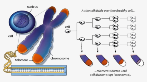 Telomeres And Aging, HD Png Download, Free Download