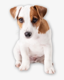 Puppy-cutout - Hunde Für Alte Menschen, HD Png Download, Free Download