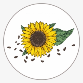 Girasol - Sunflower, HD Png Download, Free Download