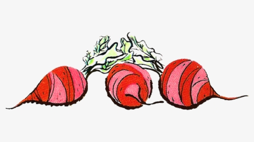Stock Beets Illustration - Drawing, HD Png Download, Free Download