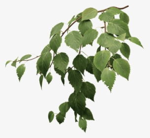 Paper Birch - Birch Tree Branch Png, Transparent Png, Free Download