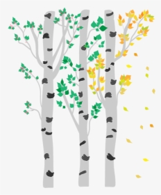 Birch, HD Png Download, Free Download